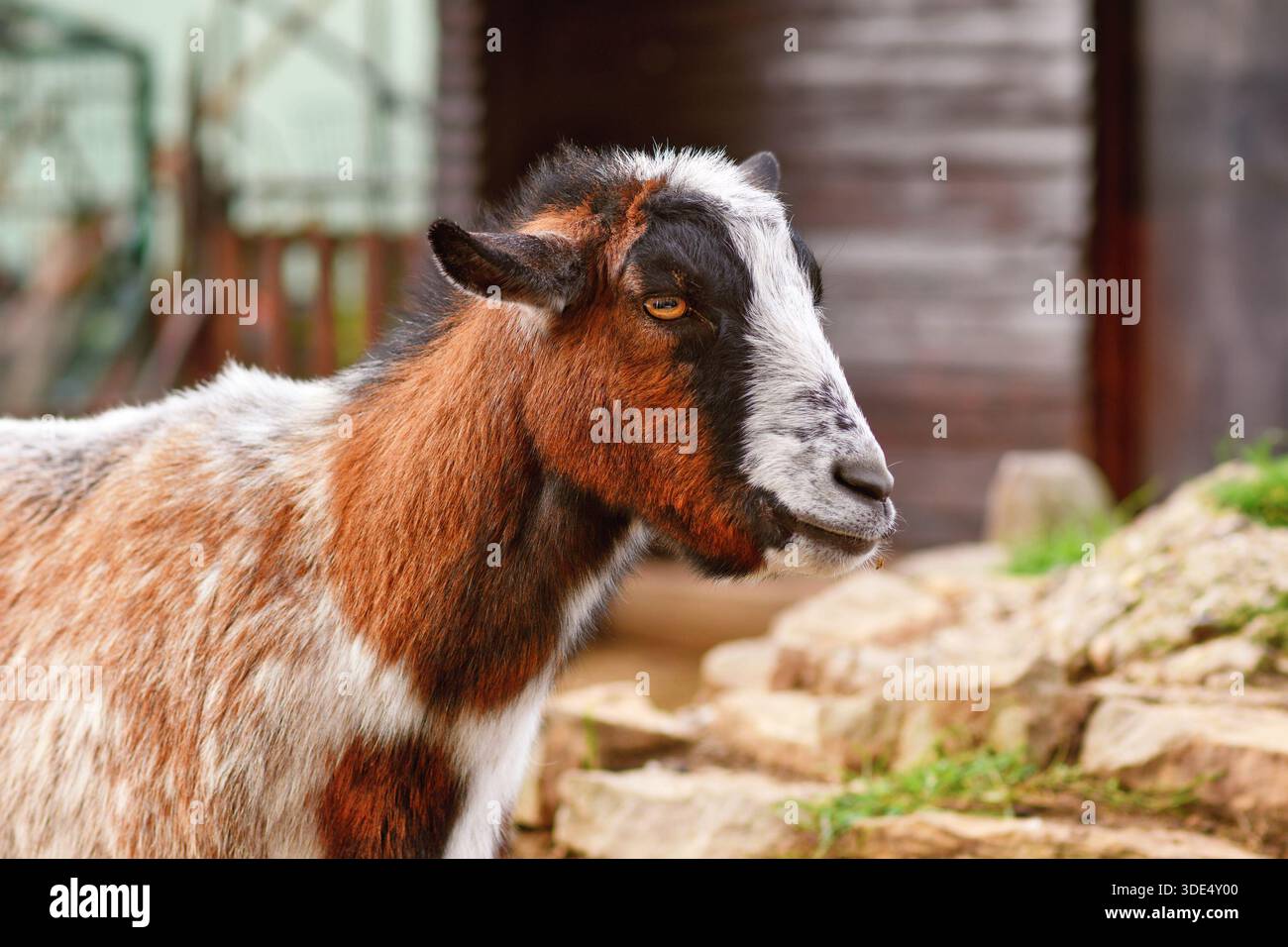 Small brown and white domestic goat Stock Photo