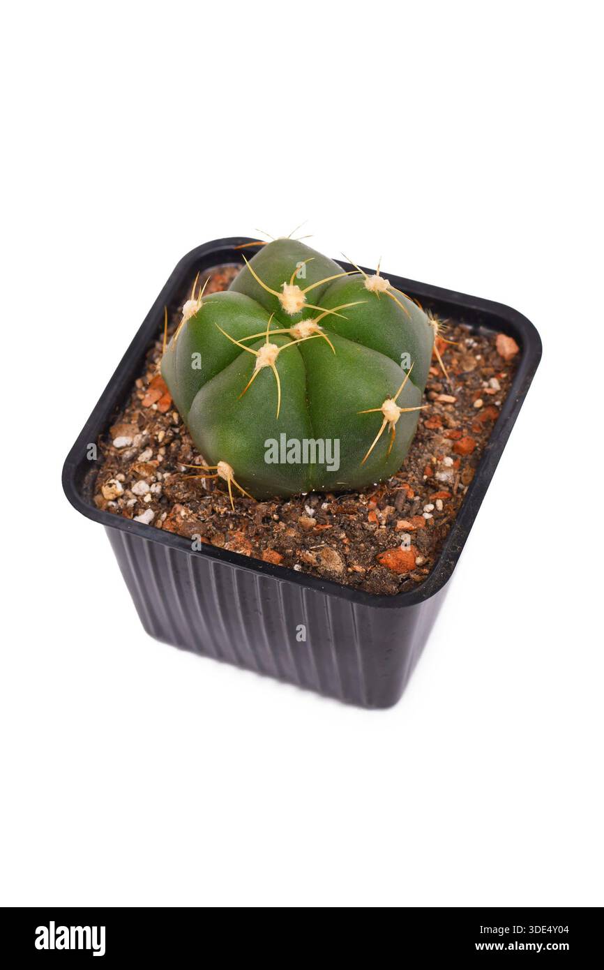 Gymnocalycium horstii hi-res stock photography and images - Alamy