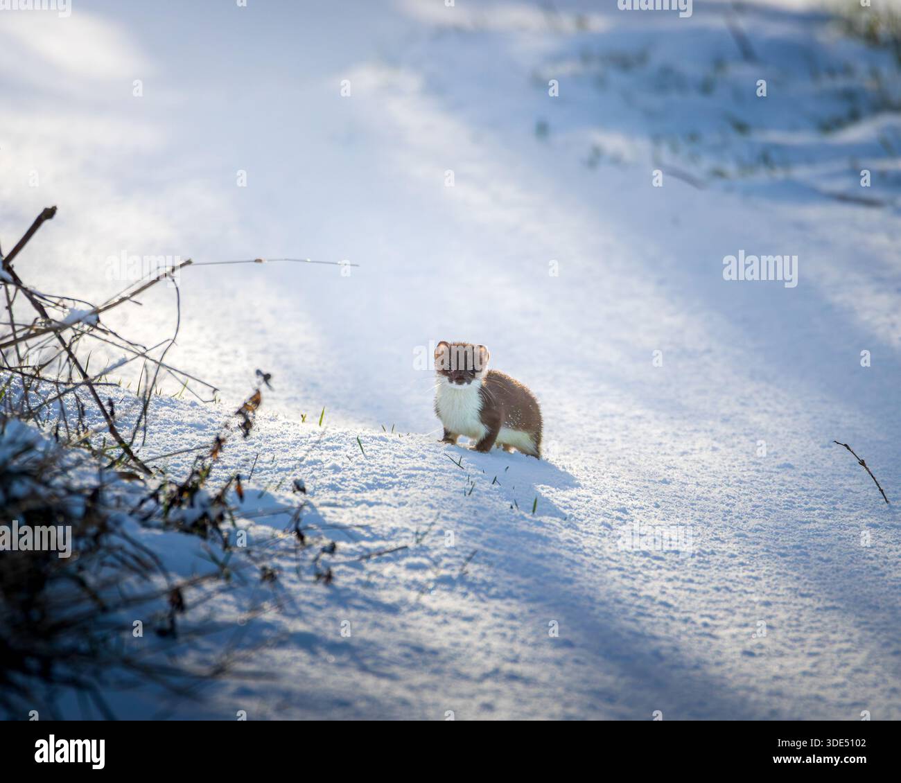 Stoat (Mustela erminea), Hunting in the snow of Hauxley Nature Reserve ...