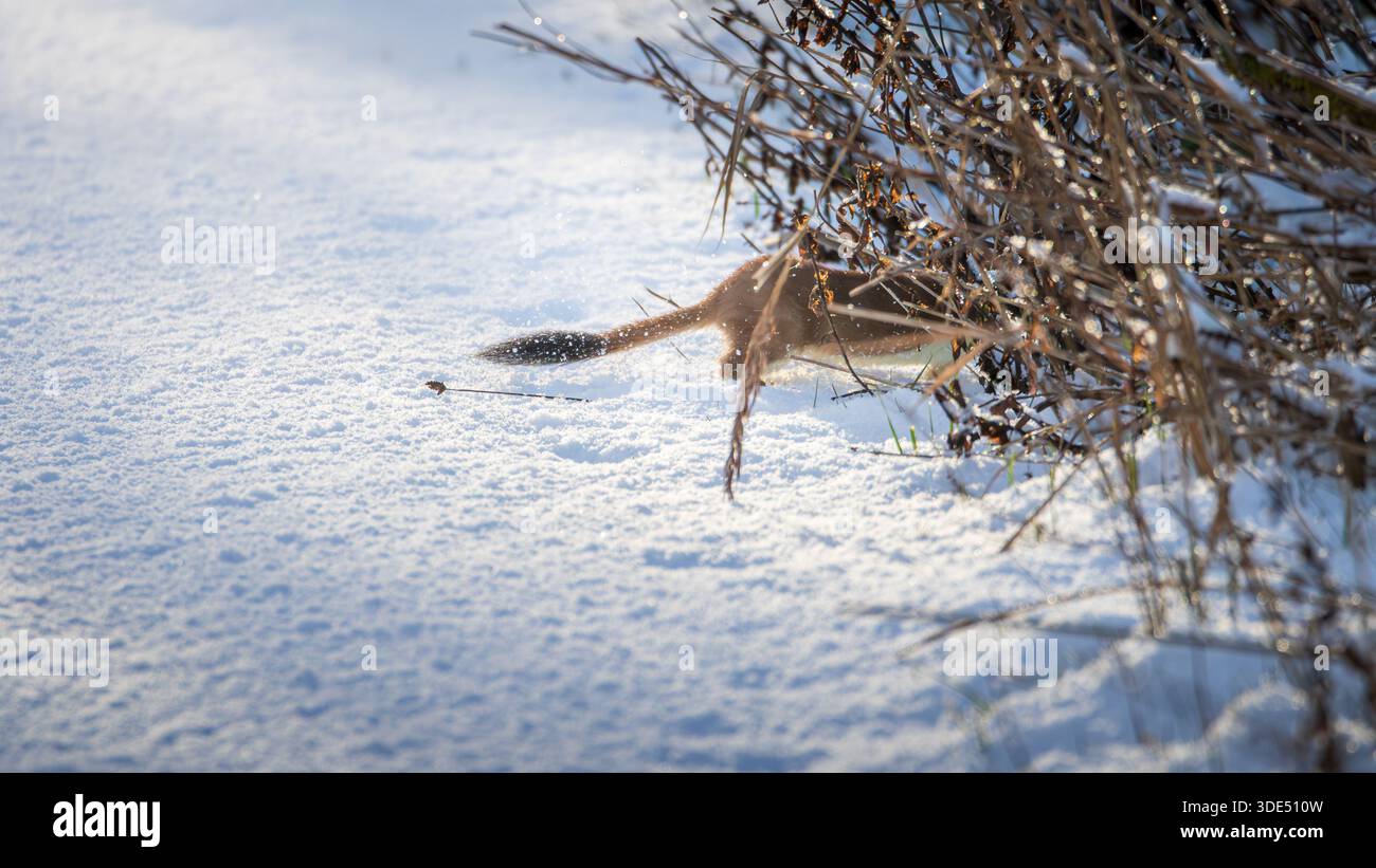 Stoat (Mustela erminea), Hunting in the snow of Hauxley Nature Reserve ...