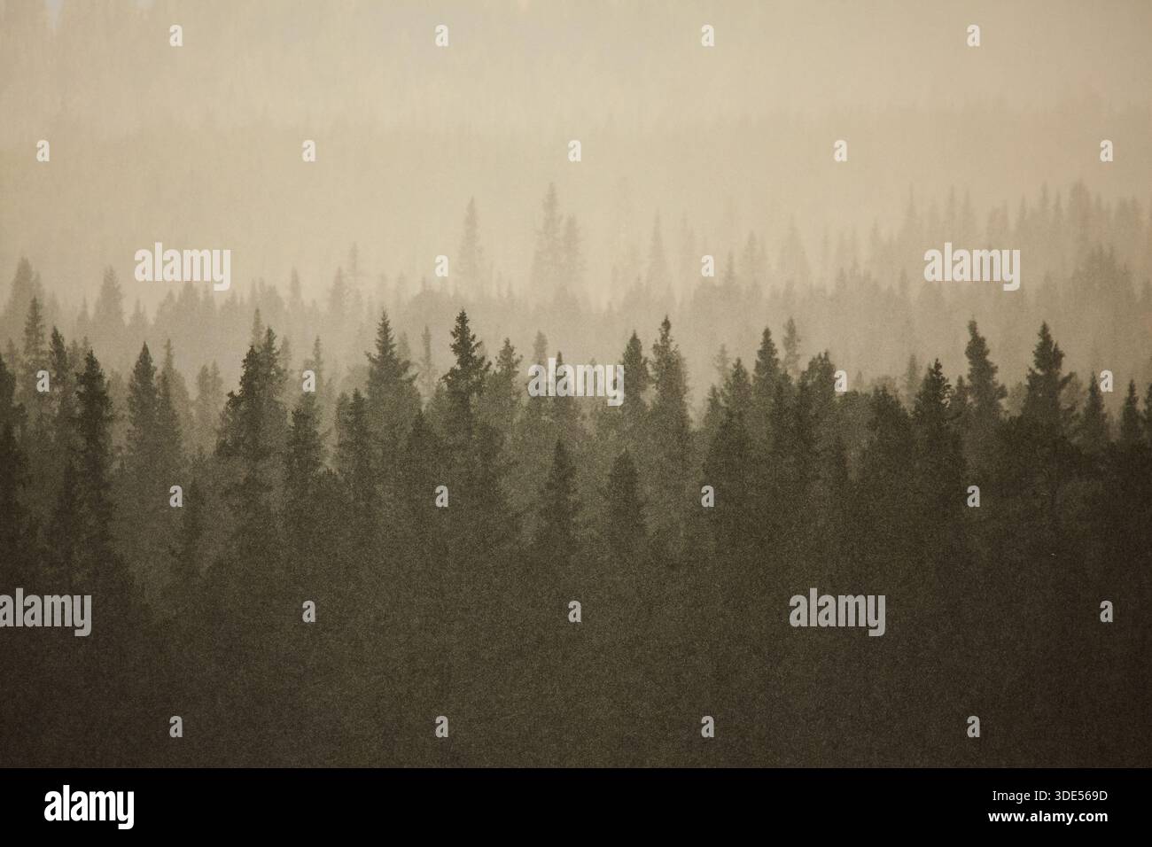 Cloudburst above a forest in central Sweden Stock Photo