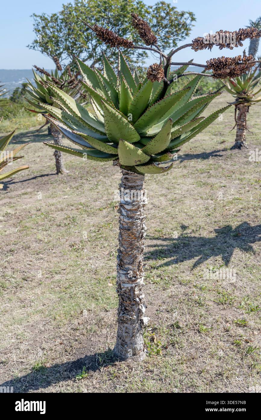 Aloe plant south africa hi-res stock photography and images - Alamy