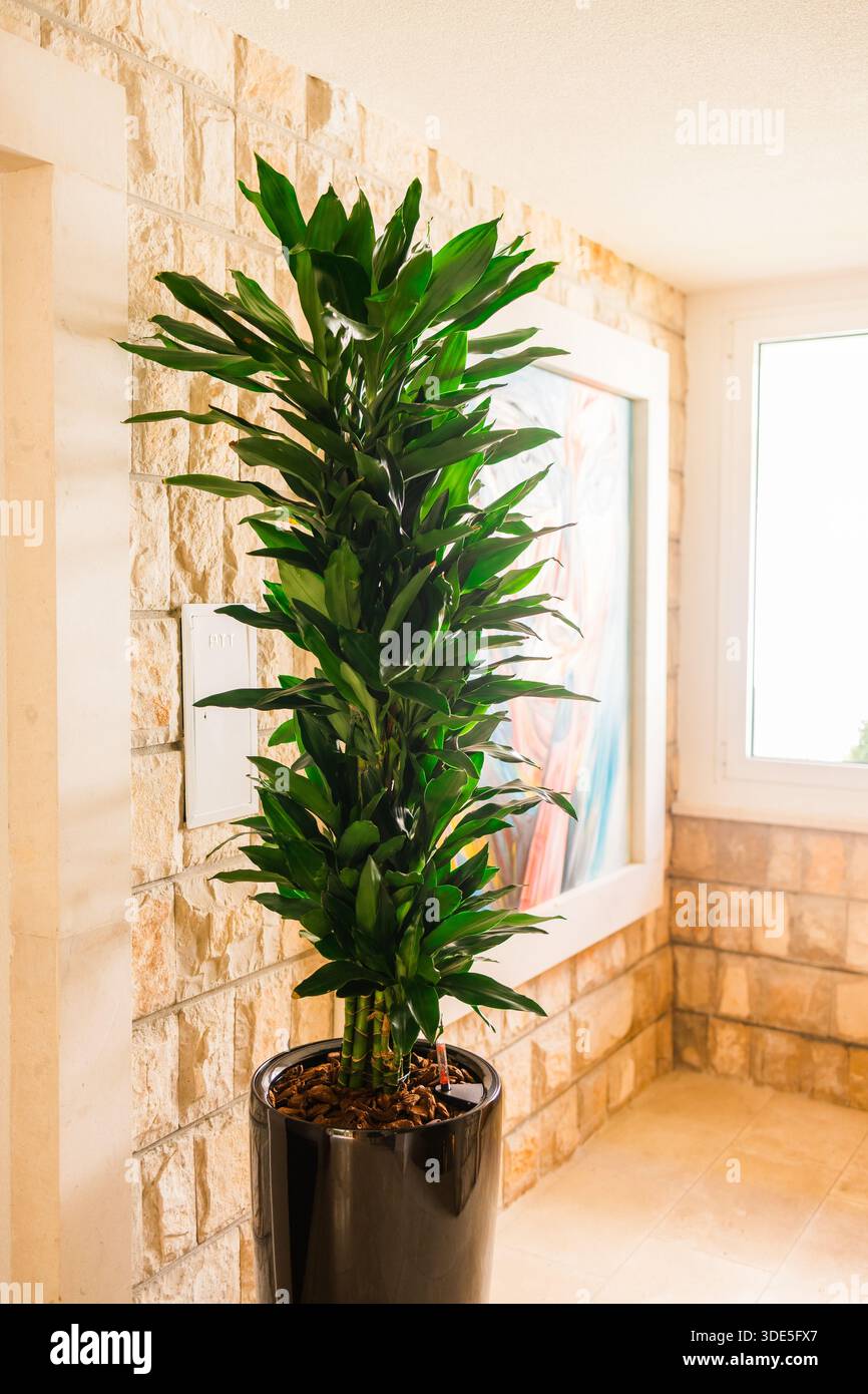 Indoor dracaena fragrans plant in pot inside residential hallway. Interior  greenery, calm lifestyle atmosphere, natural home decoration and wellbeing  Stock Photo - Alamy
