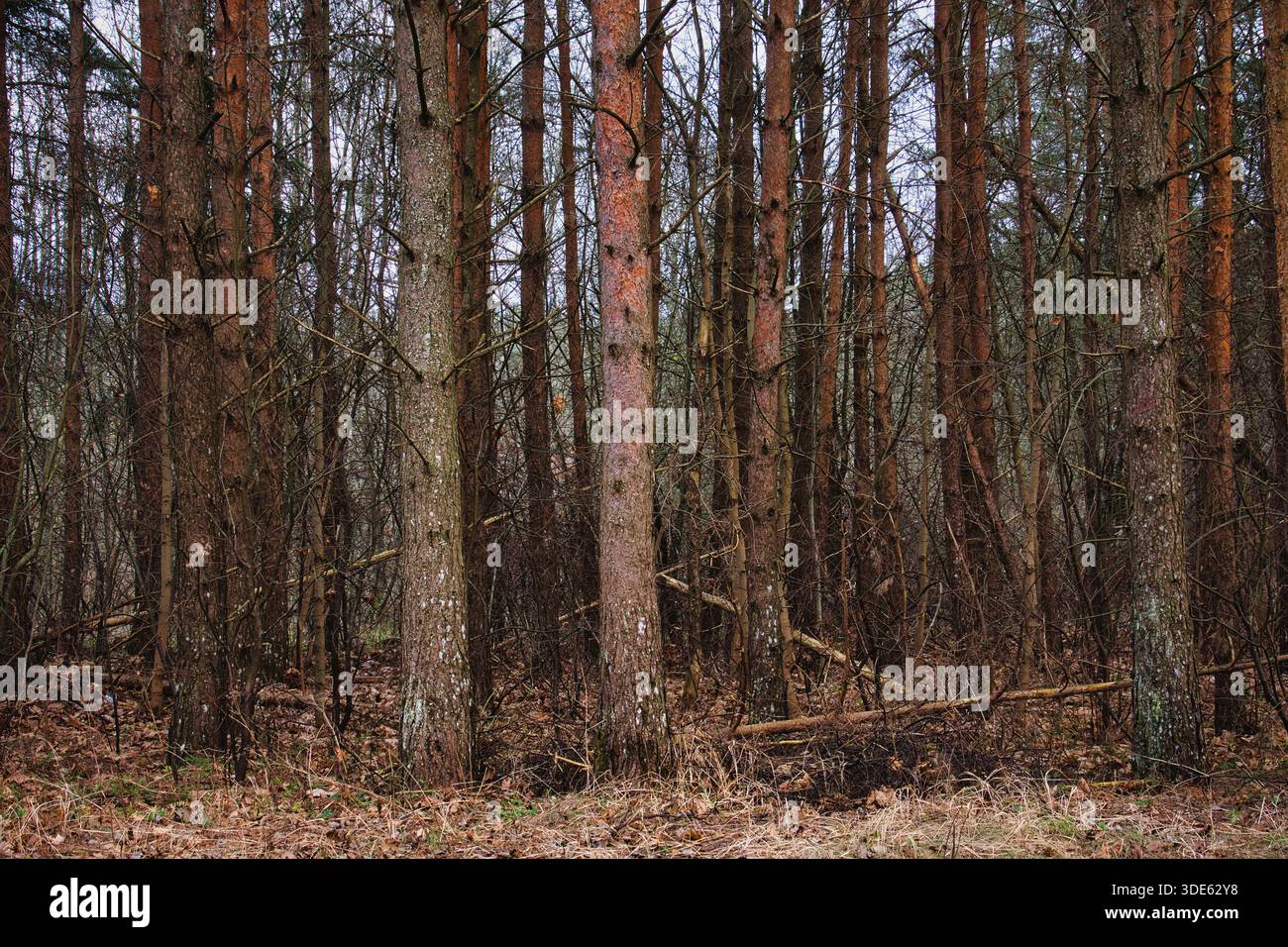 Tall Pine Tree Trunks in a Dense Estonian Forest Stock Photo