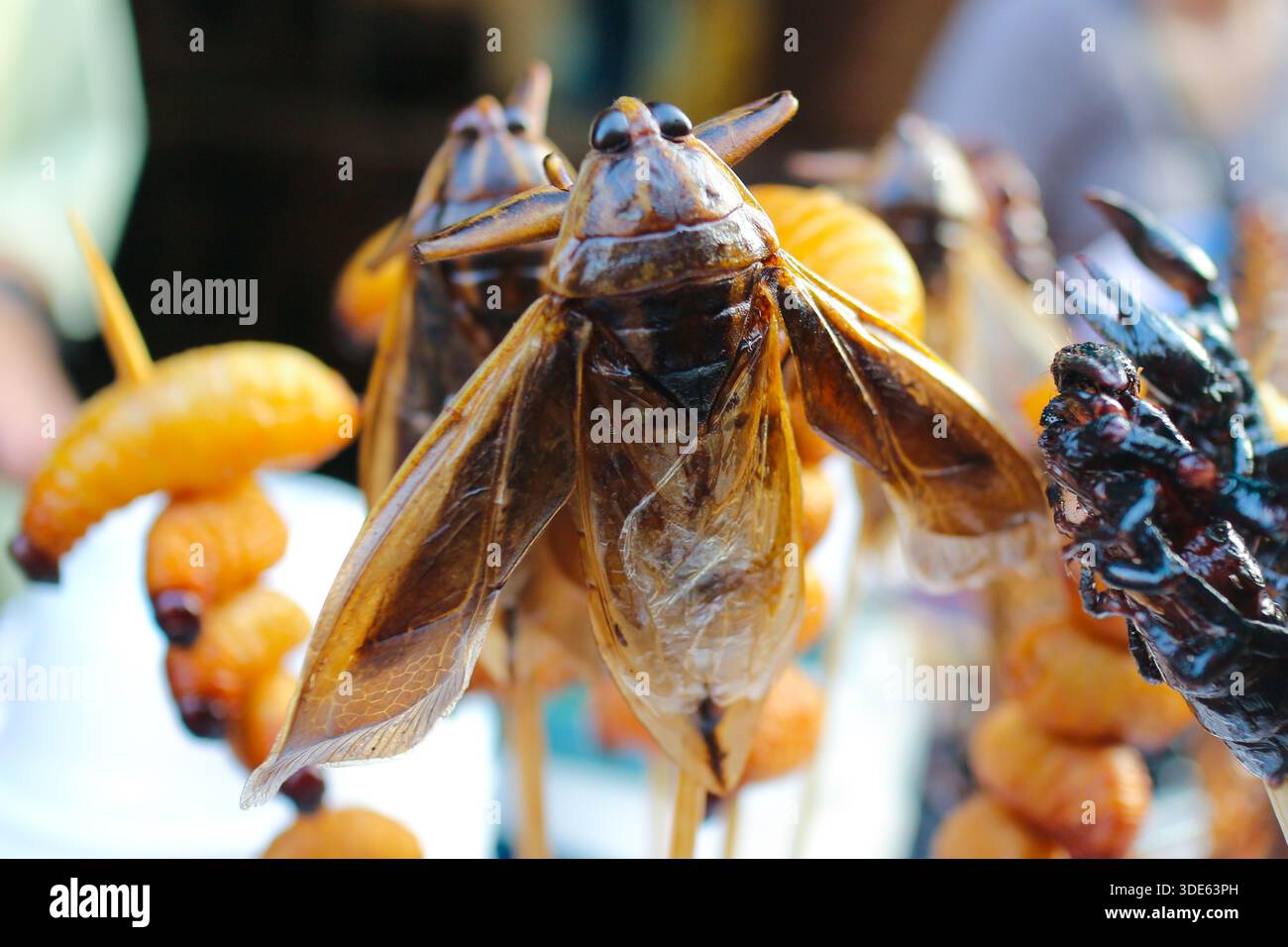 Grilled Giant Water Bug Hi res Stock Photography And Images Alamy grilled-giant-water-bug-hi-res-stock-photography-and-images-alamy