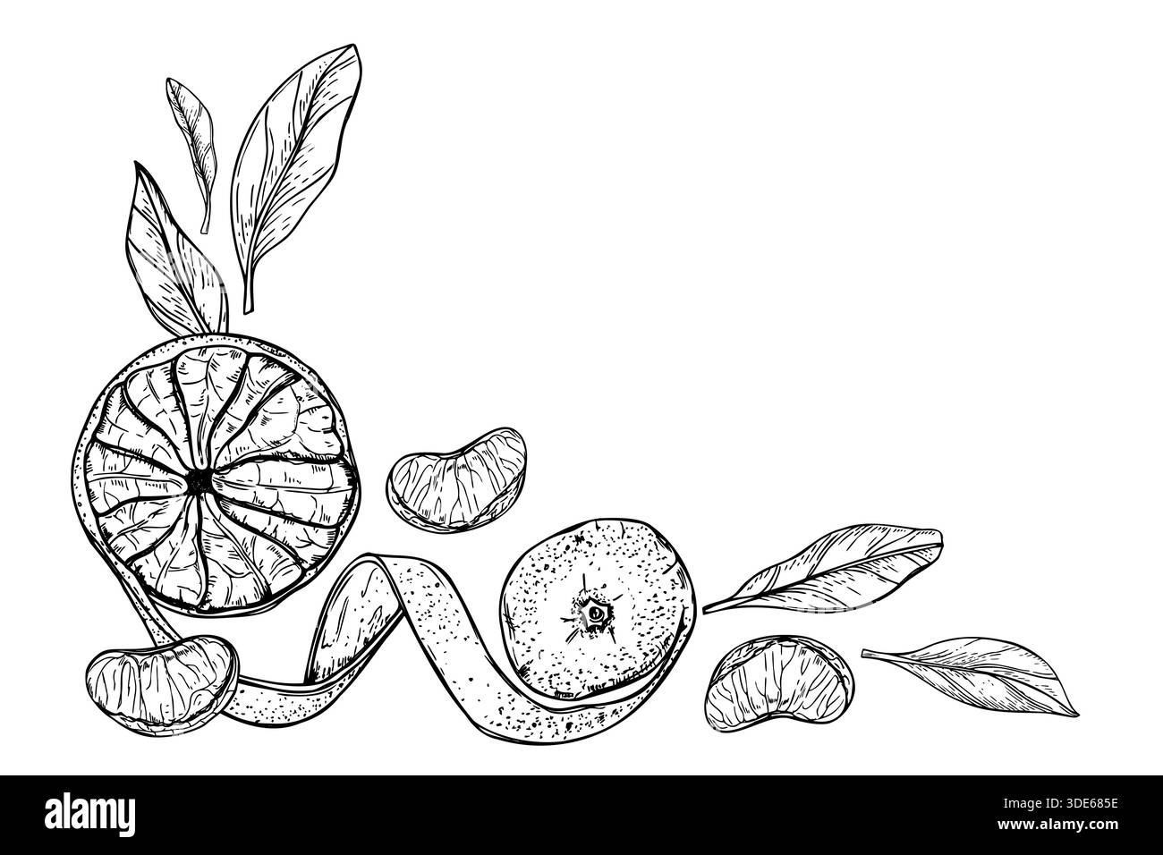 Clementine vector vectors Black and White Stock Photos & Images