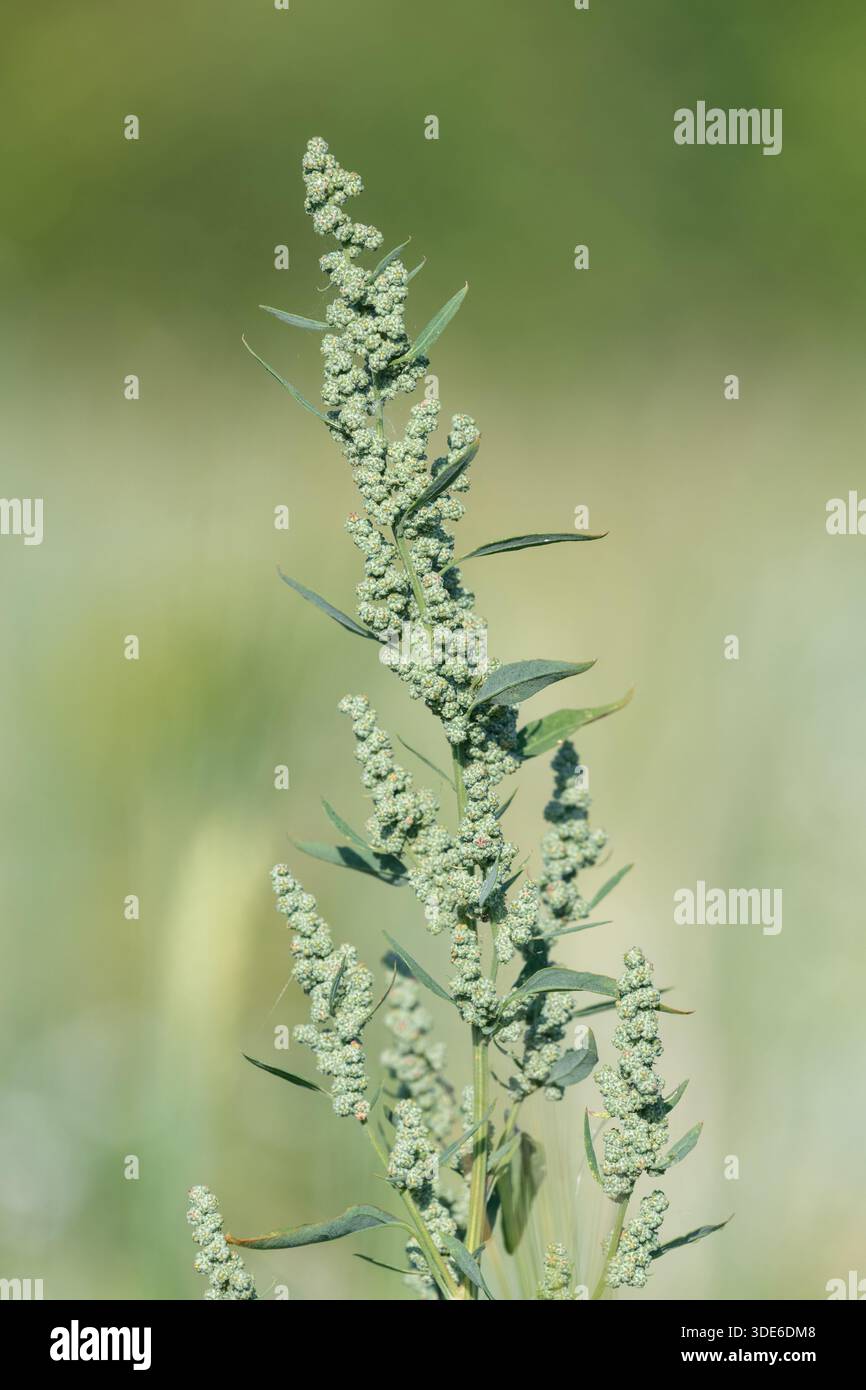 Fat hen weed hi-res stock photography and images - Alamy