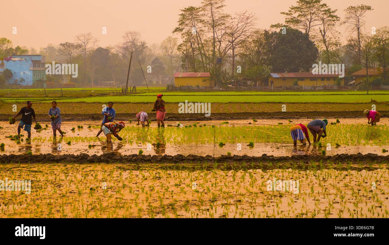 Workers plant seedlings in a flooded rice field with traditional rural architecture in the background, depicting essential agricultural labor. Stock Photo