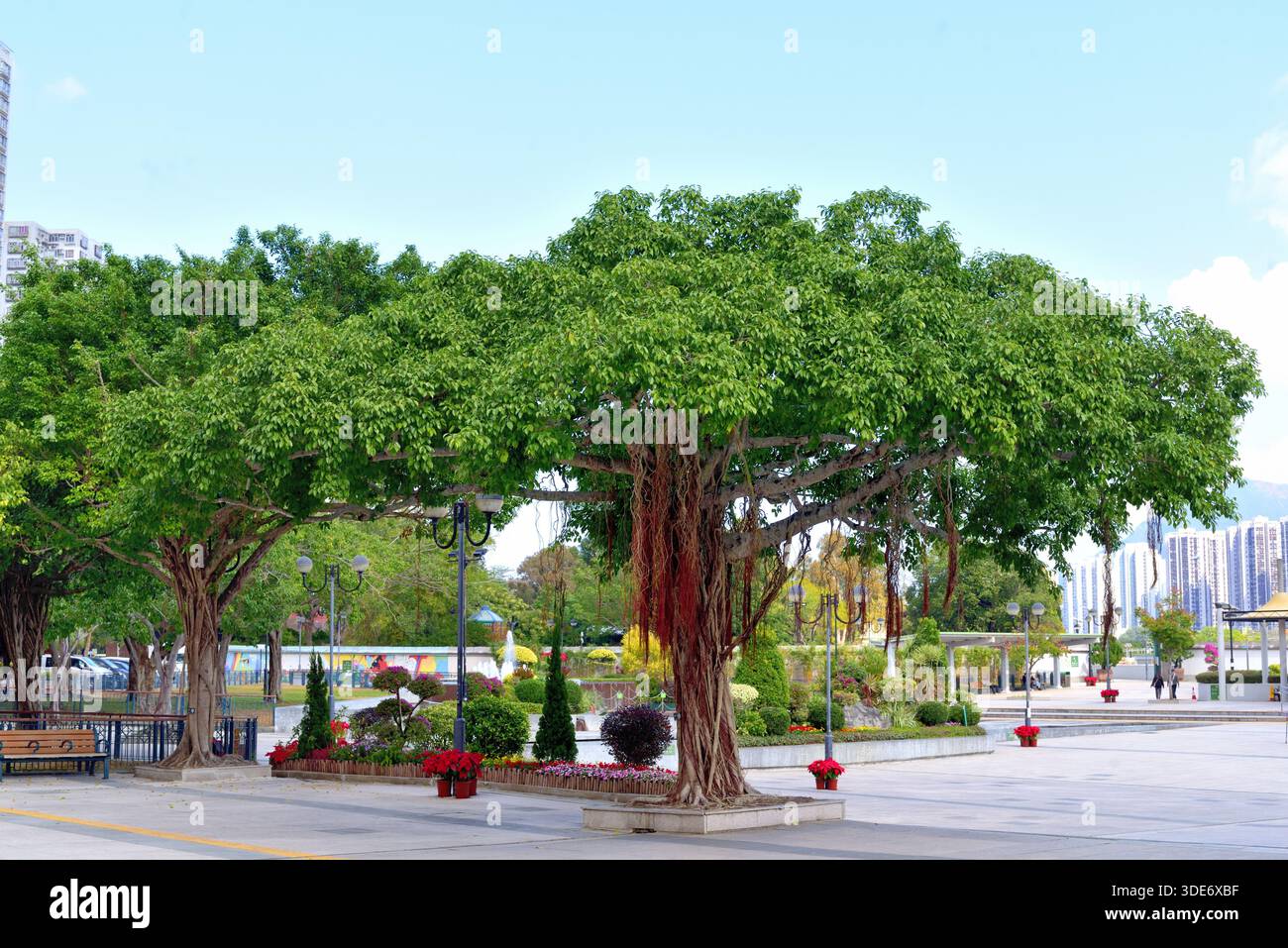 Banyan trees in garden Stock Photo
