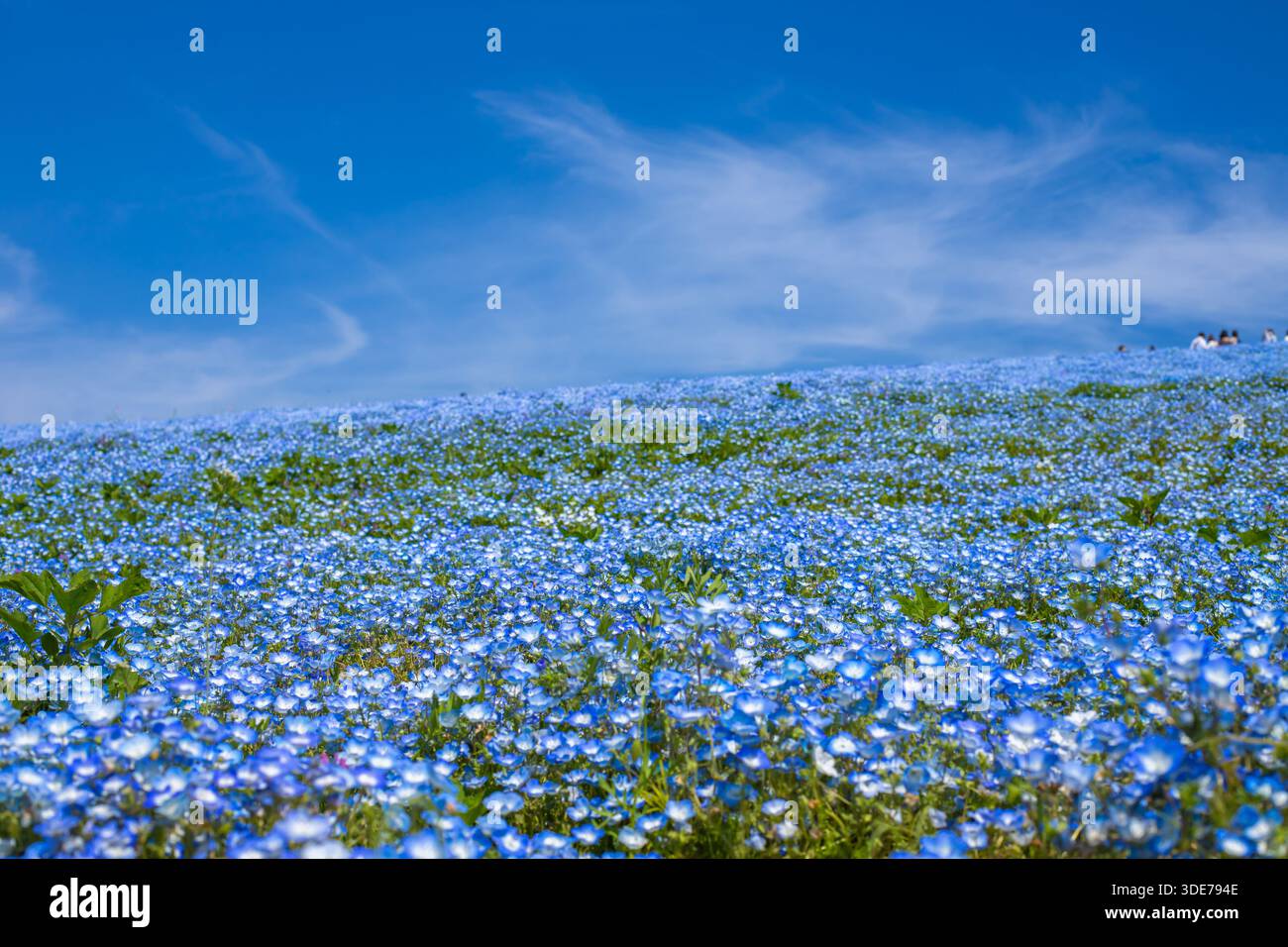 Nemophila japan hi-res stock photography and images - Alamy