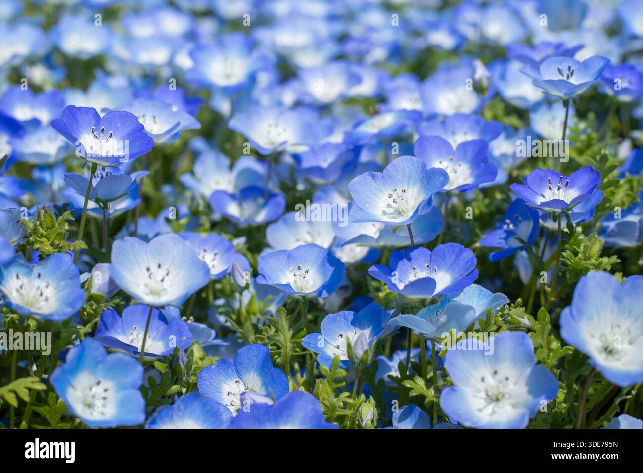 Nemophila japan hi-res stock photography and images - Alamy