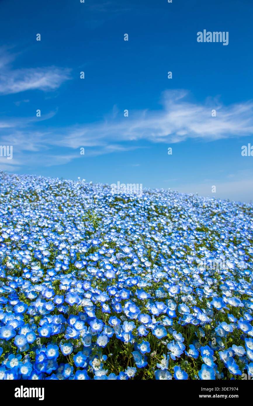 Nemophila japan hi-res stock photography and images - Alamy