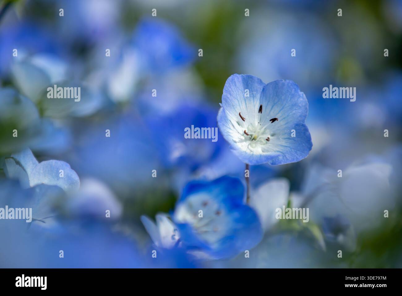 Nemophila japan hi-res stock photography and images - Alamy