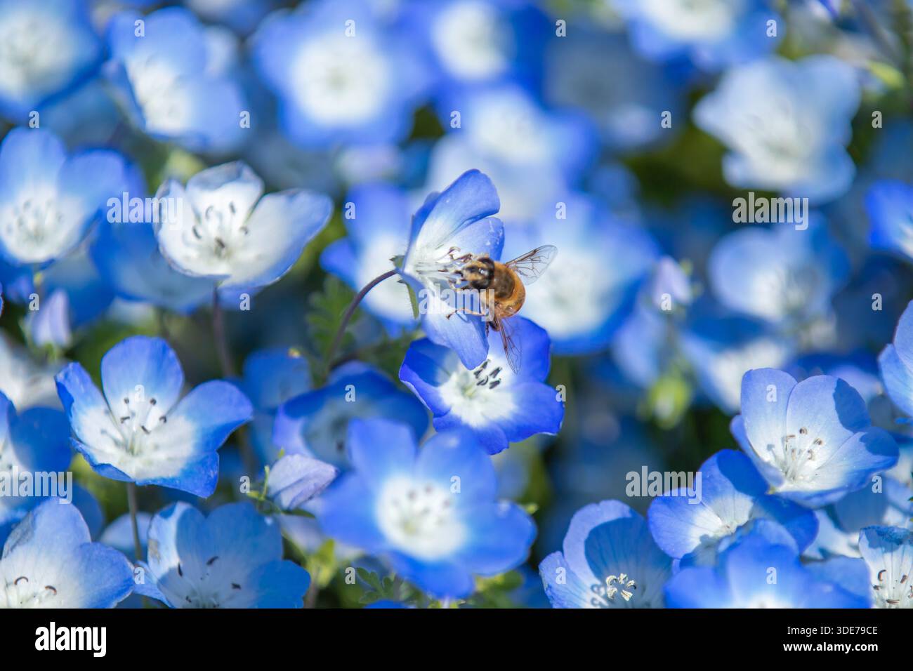 Nemophila japan hi-res stock photography and images - Alamy