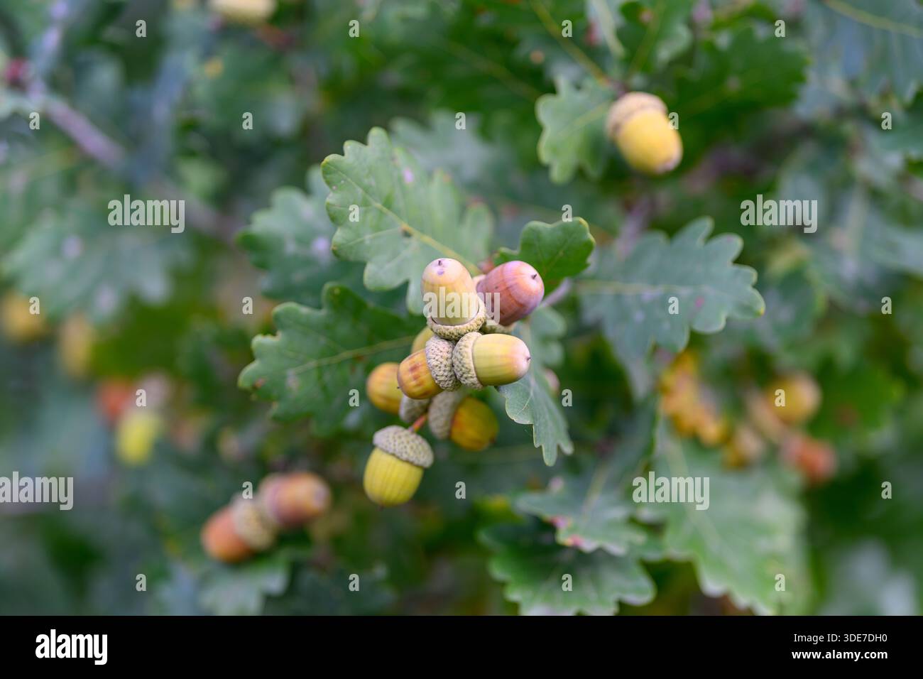 Close-up of acorns on an oak tree showcasing vibrant green leaves and ...