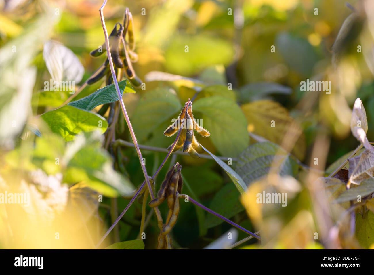 Soybean pods indicating harvest hi-res stock photography and images - Alamy