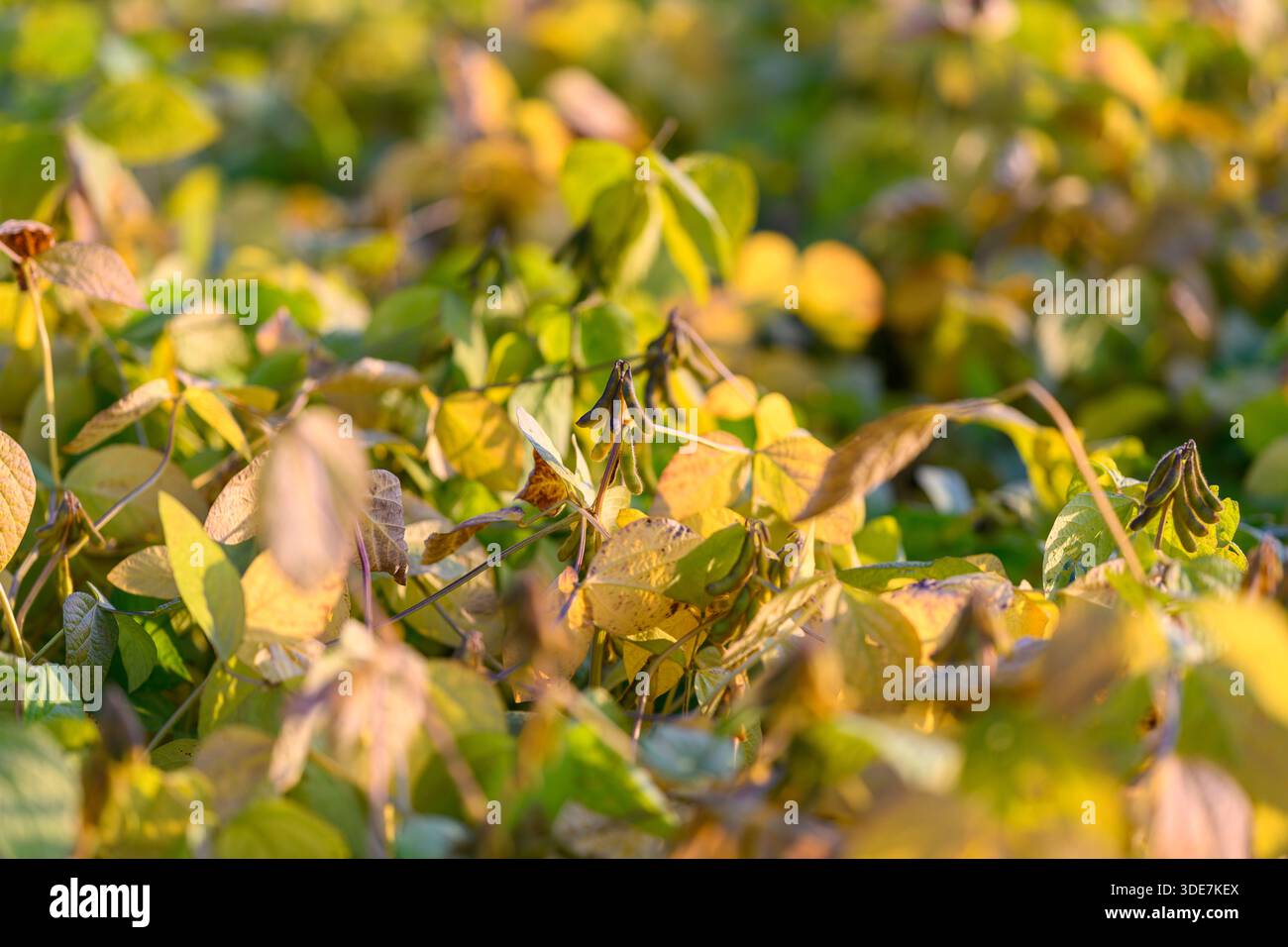 Intercropping hi-res stock photography and images - Alamy