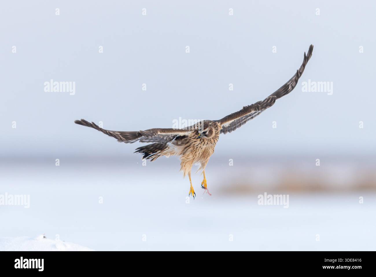 A female white-tailed harrier, a national second-class protected raptor ...