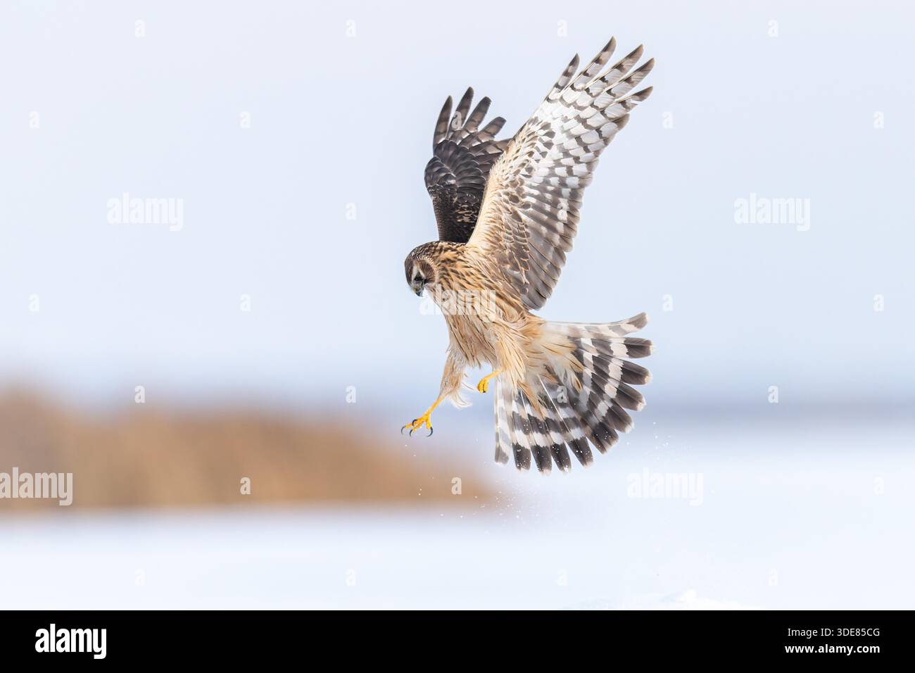 A female white-tailed harrier, a national second-class protected raptor ...