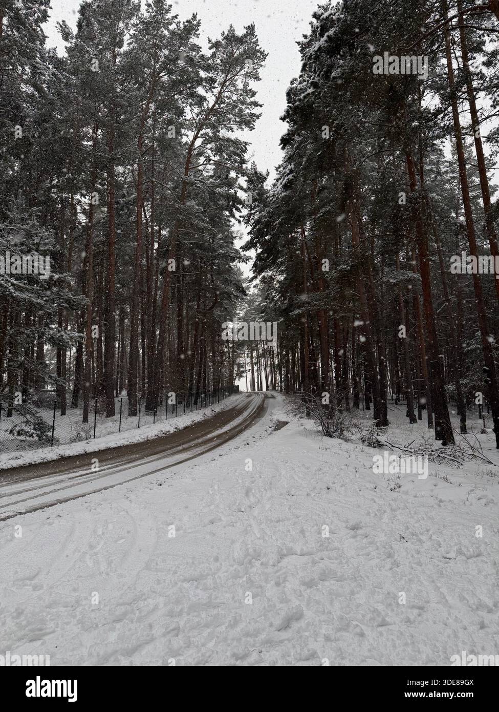Scenic view of a narrow road passing through a snow-covered pine forest . - Smartphone Captured Stock Image