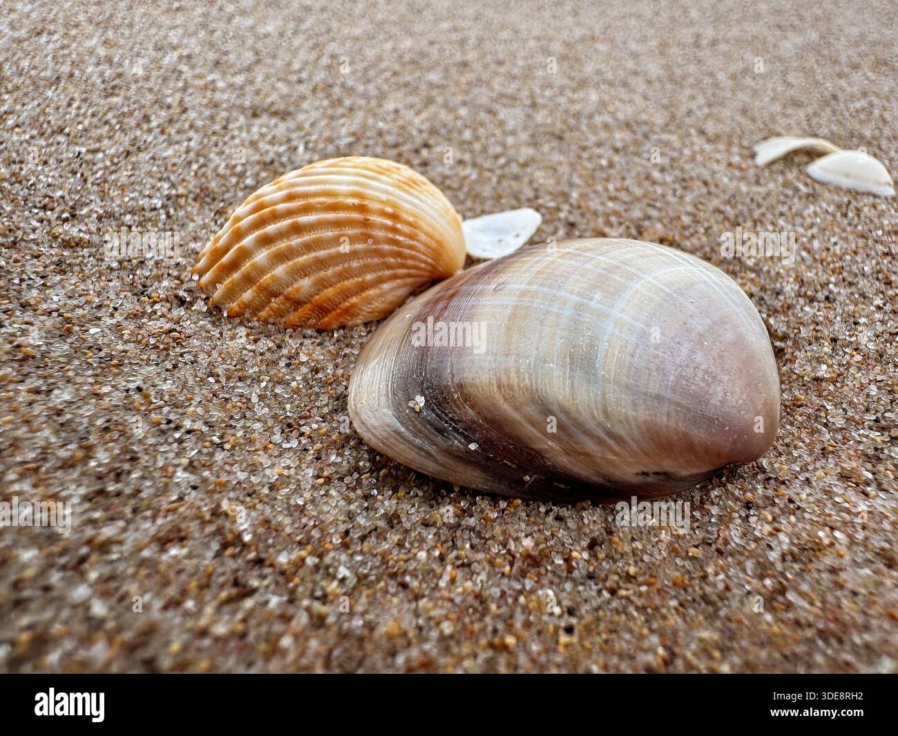 Two distinct seashells rest peacefully on sandy beach Stock Photo