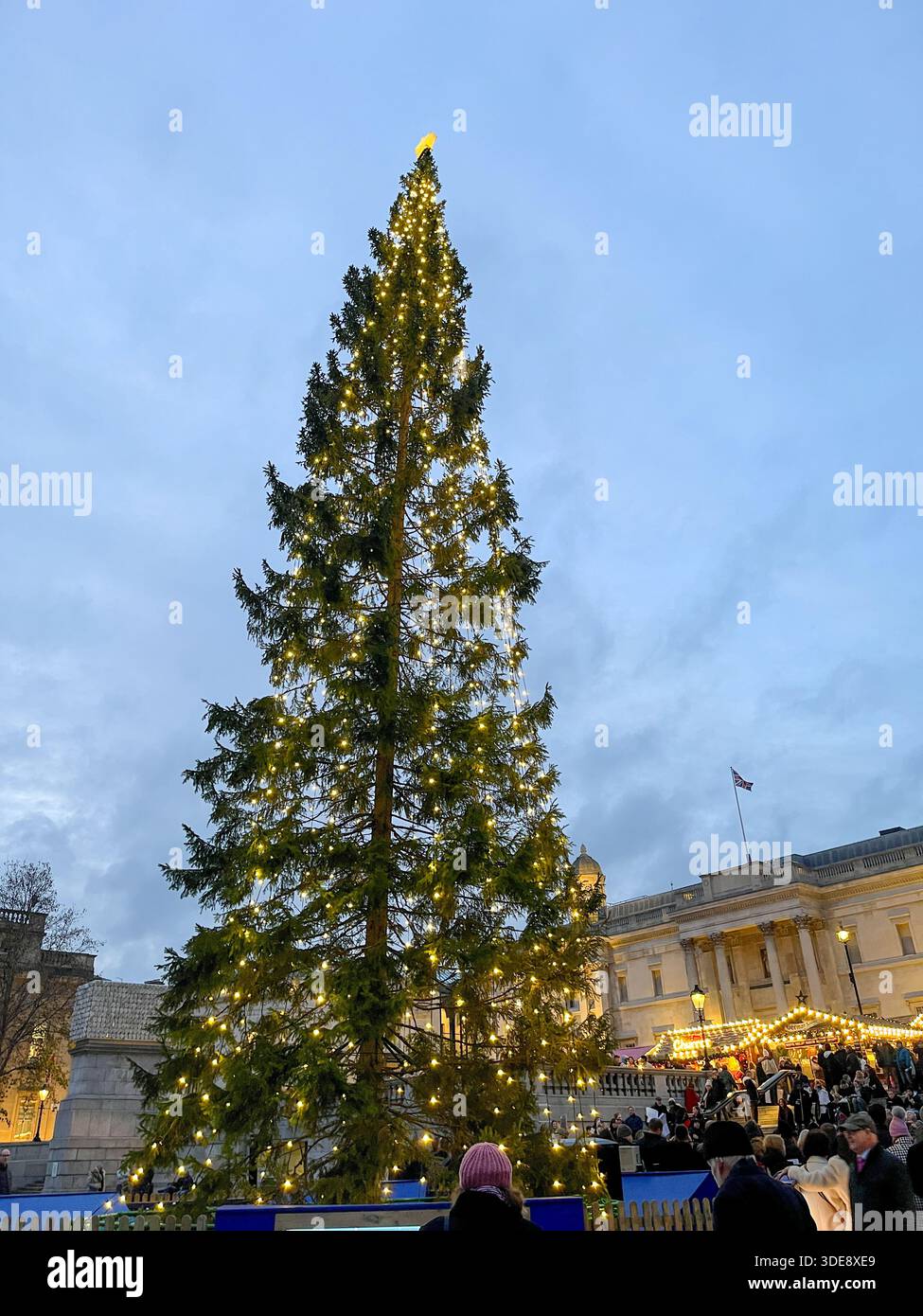 17.12.2025. England, London, Trafalgar Square. Christmas Tree, annual gift from Oslo - Smartphone Captured Stock Image