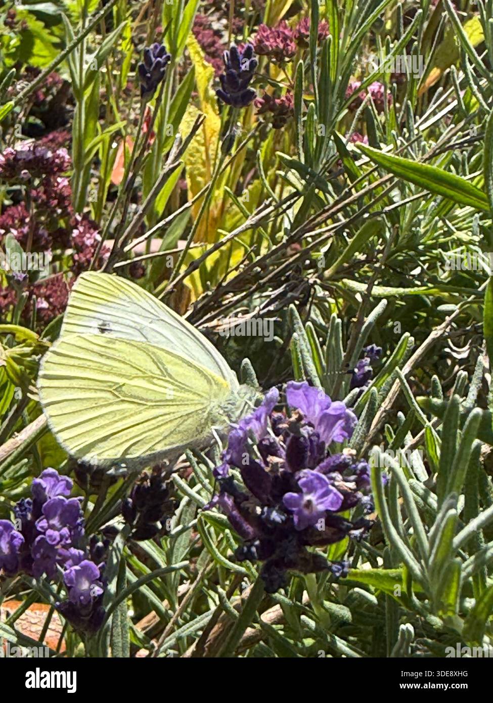 Green-Veined White butterfly on a purple flower in North Yorkshire, UK. - Smartphone Captured Stock Image