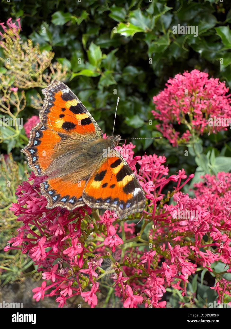 A Small Tortoiseshell butterfly with wings open, resting on a pink flower. - Smartphone Captured Stock Image