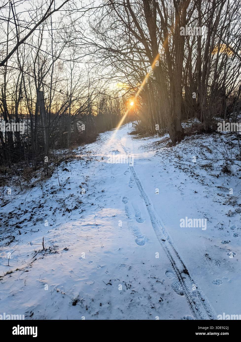 Sun flare over coastal trees hi-res stock photography and images - Alamy