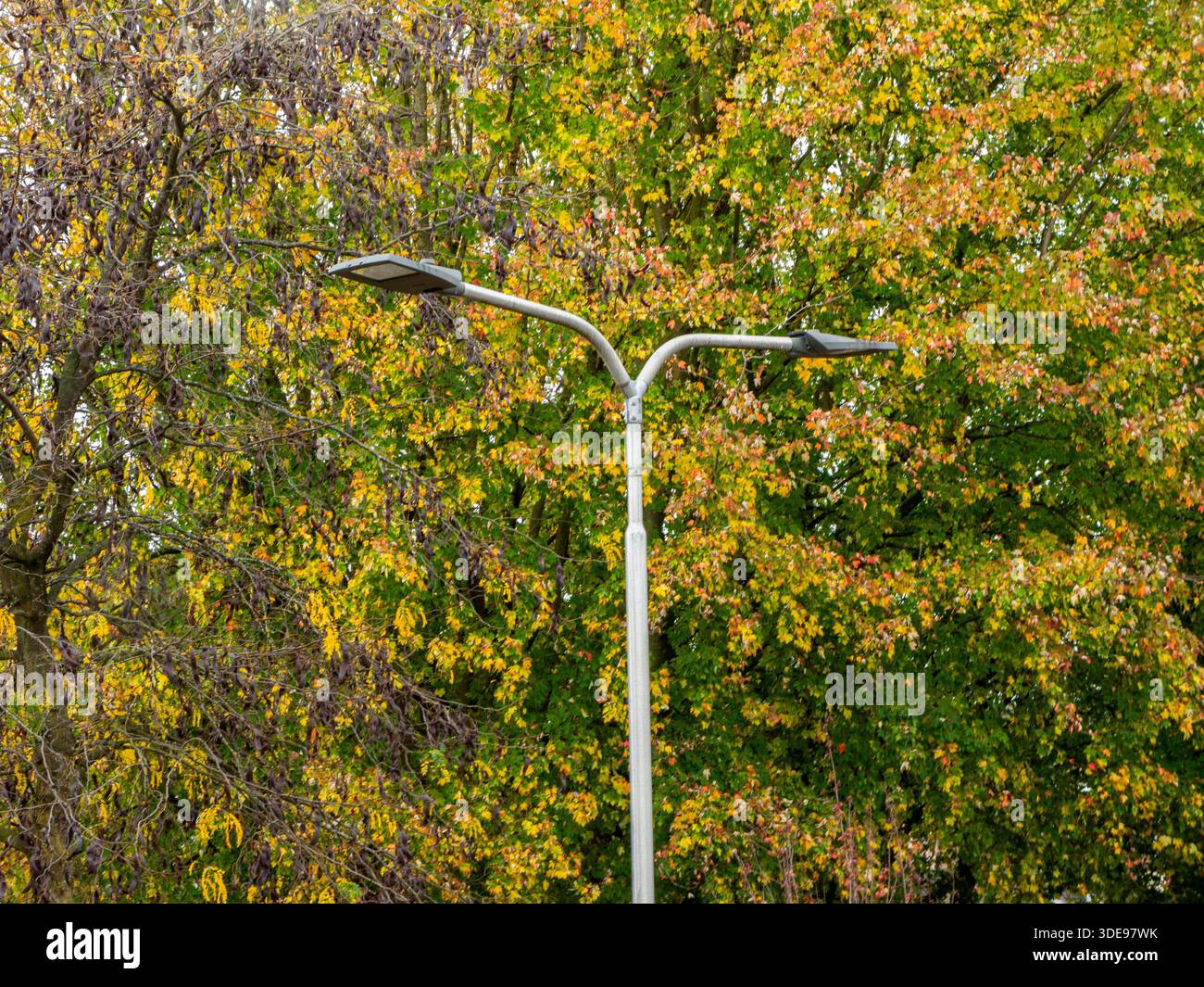 Lamp Post and Decaying Trees. Decaying Leaves on a Tree during Fall ...