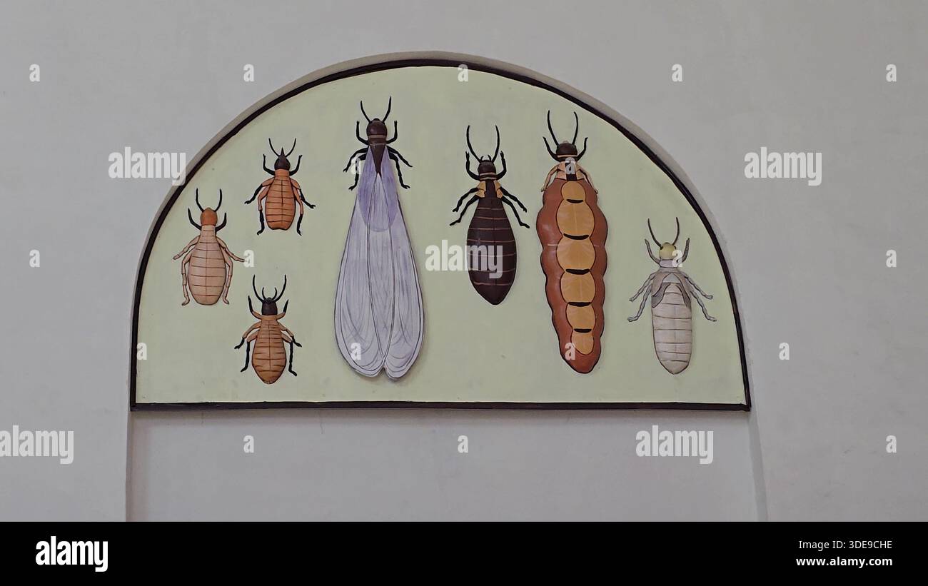 Re4sitance Development Insects Insect Growth Stages Illustrated in a Development Chart Stock Photo - Alamy