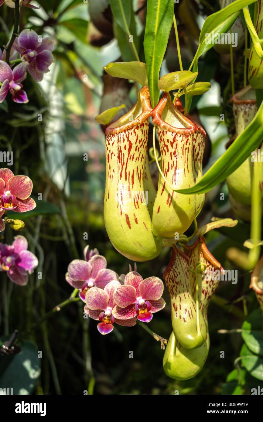 Large Nepenthes carnivorous plants grow among orchids under tropical light  in the lush greenery of Singapore Botanic Gardens Stock Photo - Alamy