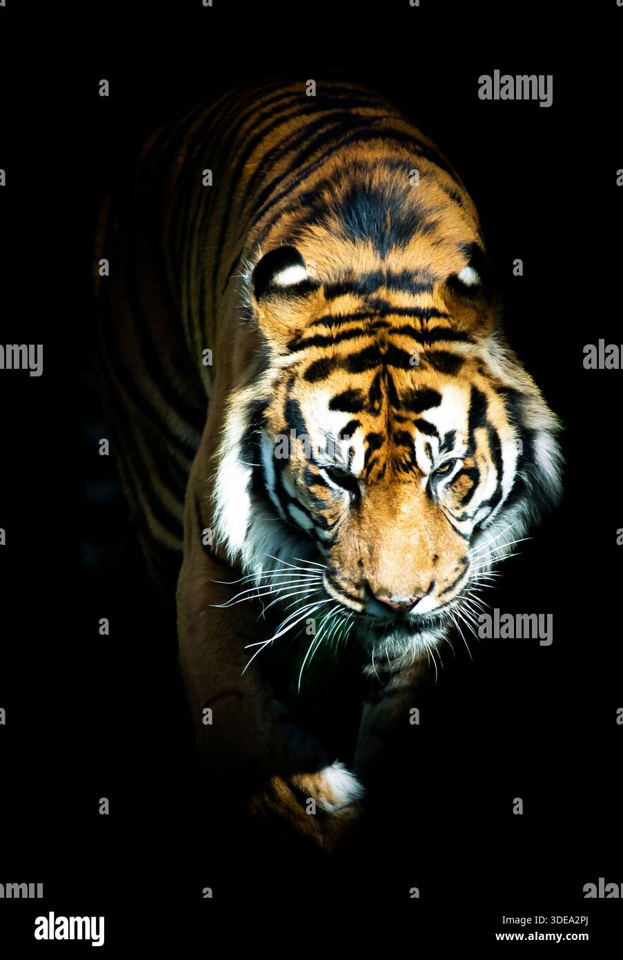 Bengal Tiger on black background Stock Photo