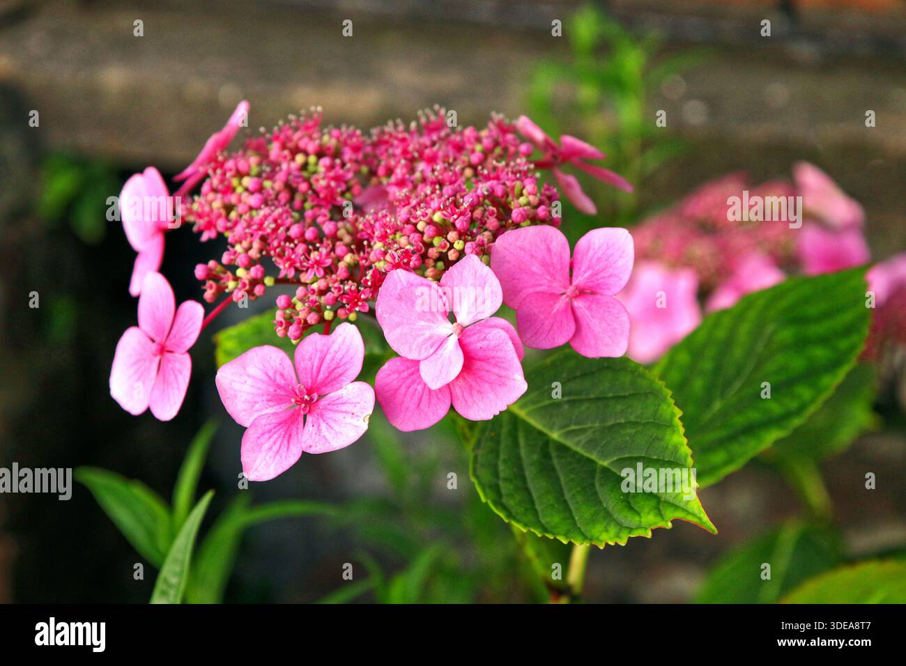 Hydrangea macrophylla garden hi-res stock photography and images - Alamy