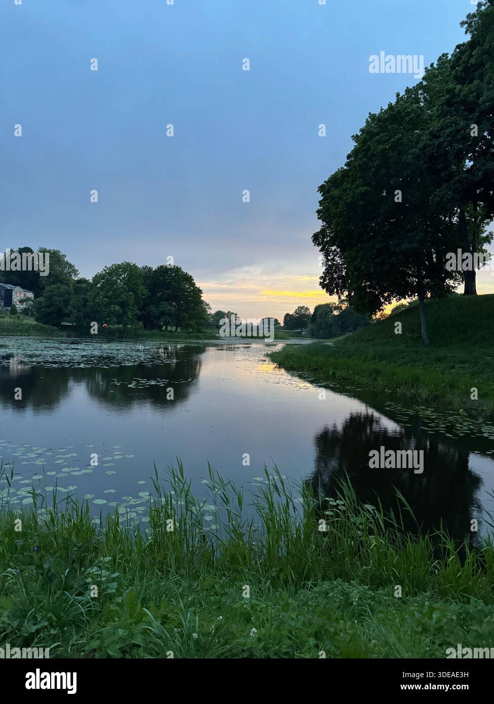 Tranquil pond with lily pads surrounded by trees at sunset or sunrise in natural landscape - Smartphone Captured Stock Image