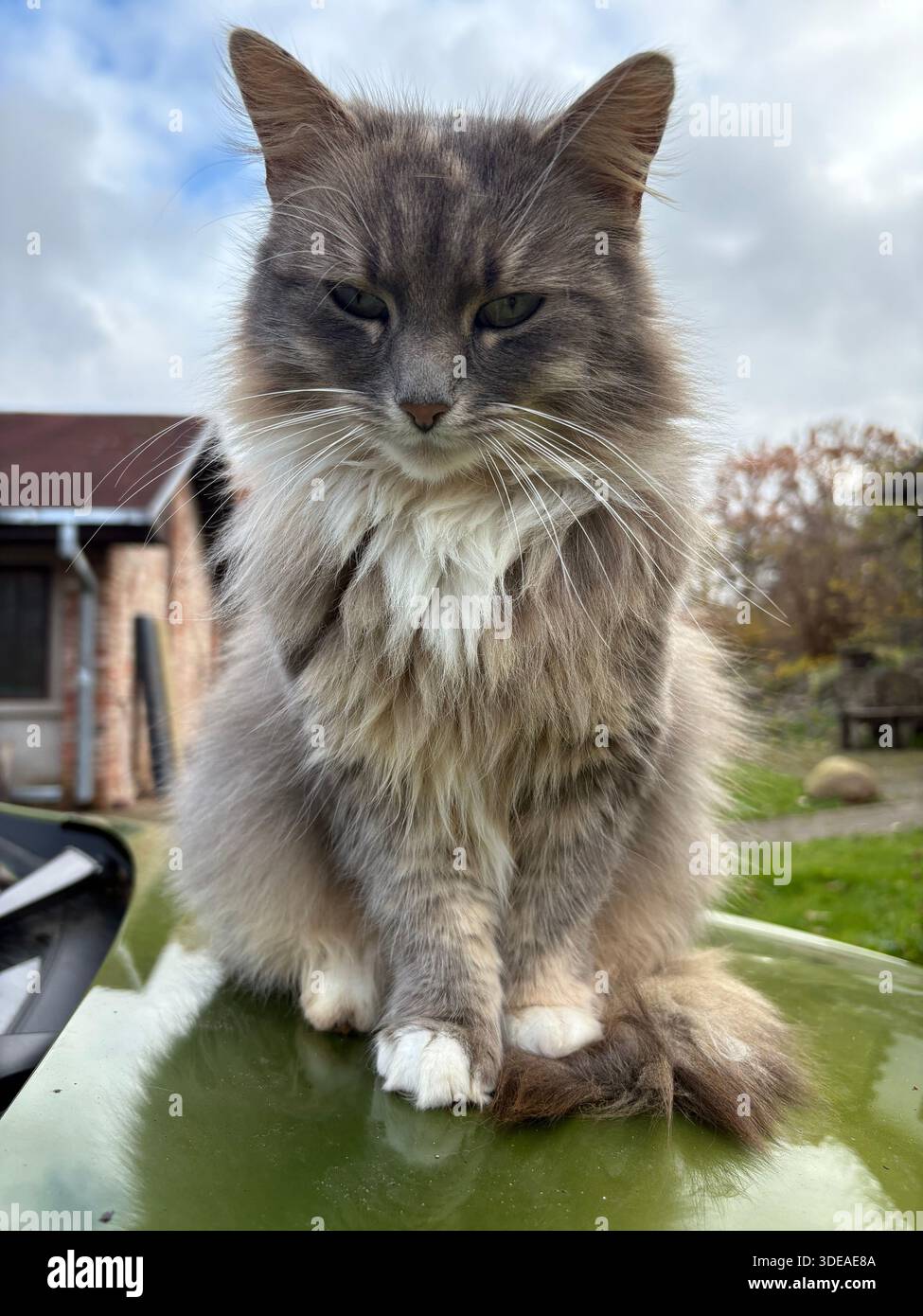 Long-haired gray cat with white markings sitting outdoors near brick building in calm garden setting - Smartphone Captured Stock Image
