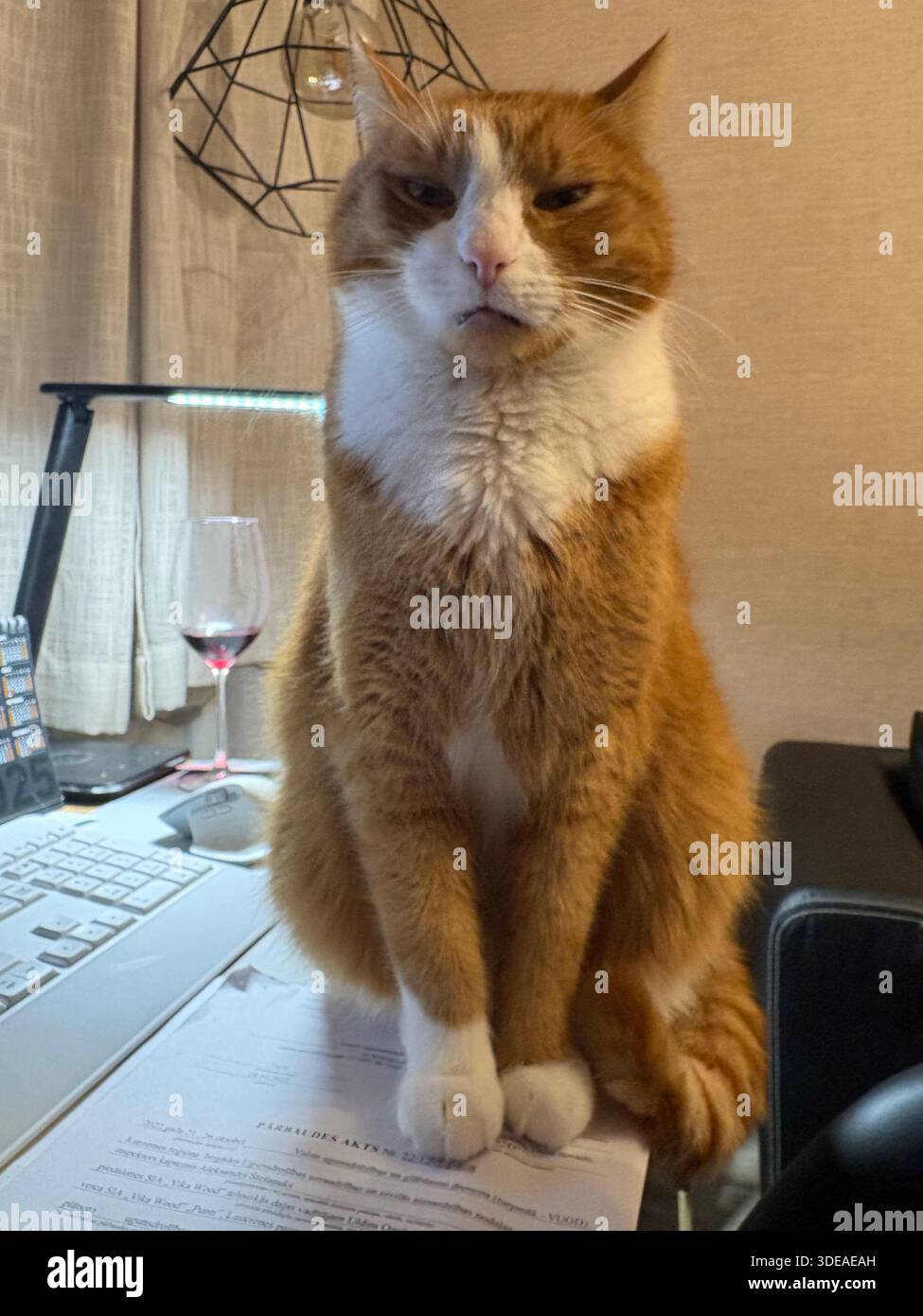 Ginger and white cat sitting on papers in front of laptop in cozy home office setting - Smartphone Captured Stock Image