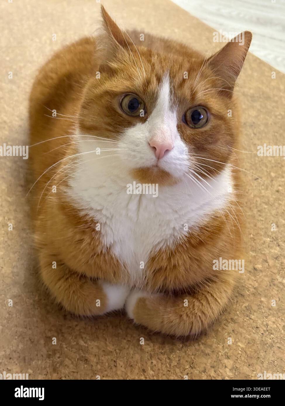 Orange and white cat sitting in loaf position on textured surface, looking calmly at camera - Smartphone Captured Stock Image
