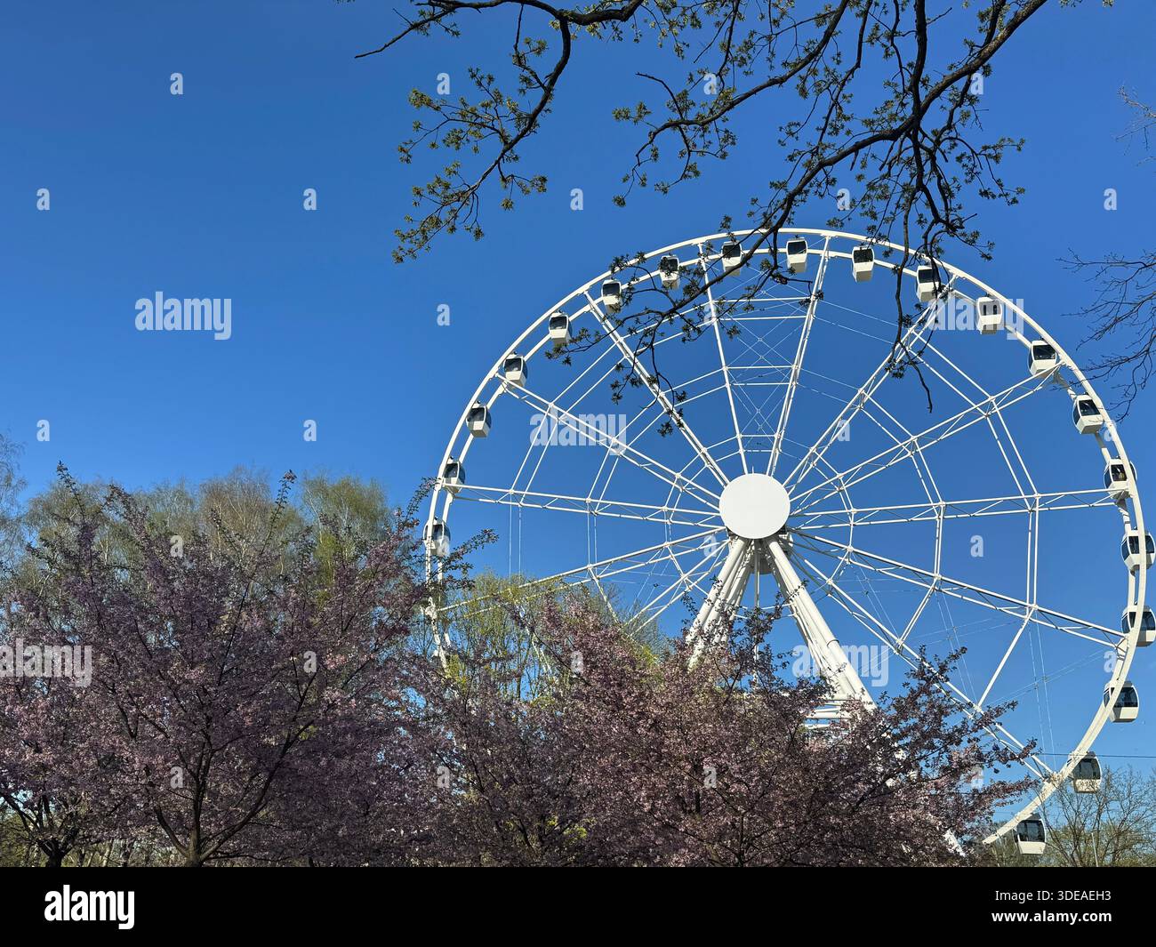 White Ferris wheel in spring park with cherry blossoms, sunny day outdoors - Smartphone Captured Stock Image