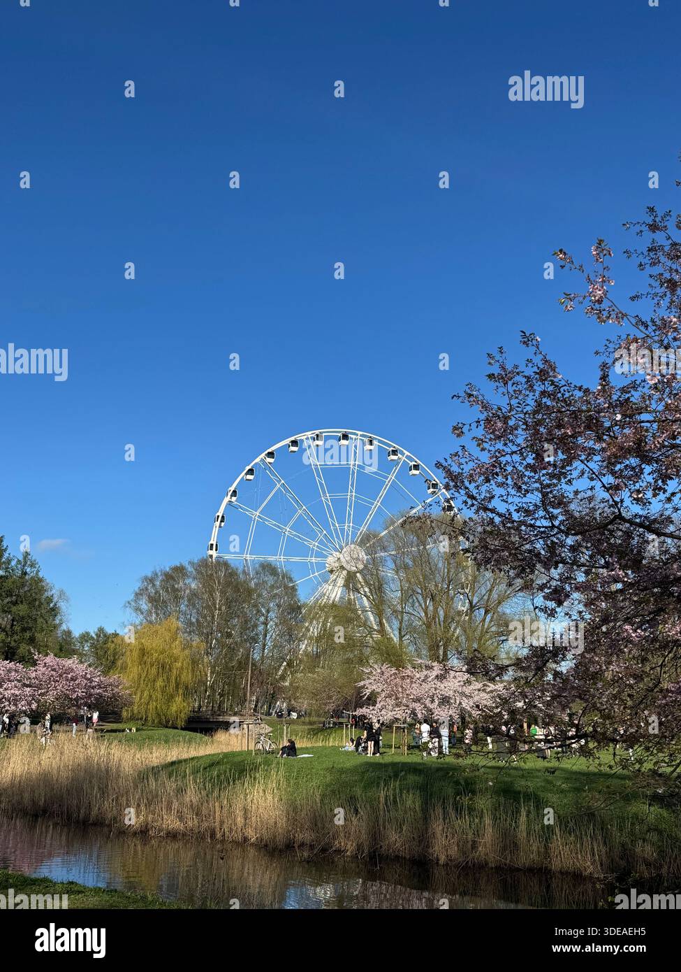 White Ferris wheel in spring park with cherry blossoms, water and people enjoying sunny day outdoors - Smartphone Captured Stock Image