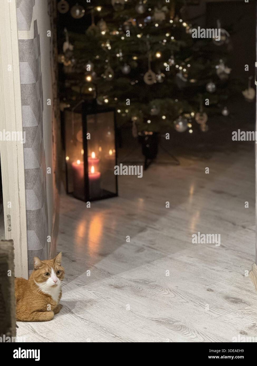 Cozy Christmas scene with decorated tree, candle lantern and ginger cat on wooden floor - Smartphone Captured Stock Image