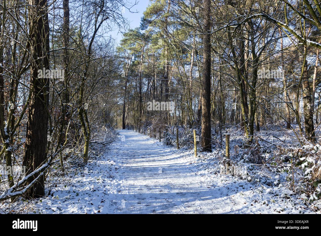 Snow covered hiking and mountain bike trail in Kluisbos (Forest) in Kluisbergen in East Flanders, Belgium. It is the largest forest in the Flemish Ard - Stock Image