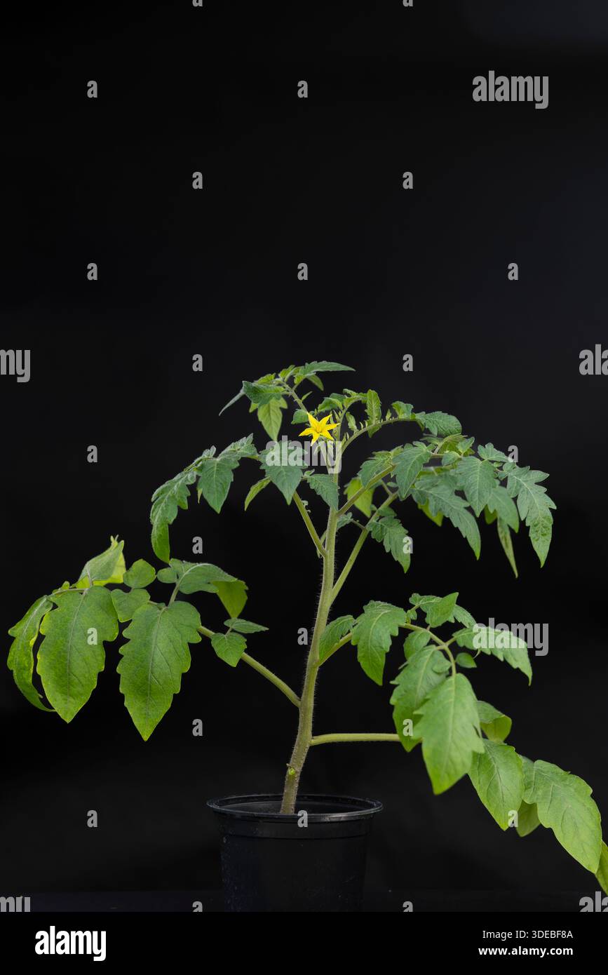 Young tomato plant pot studio hi-res stock photography and images - Alamy