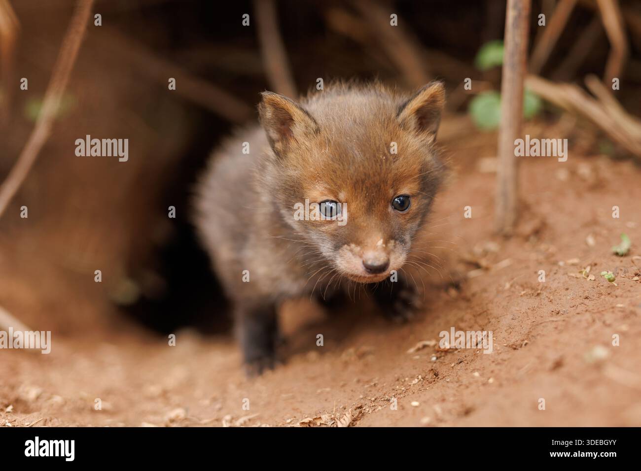 Fox cubs exploring the big new world Stock Photo