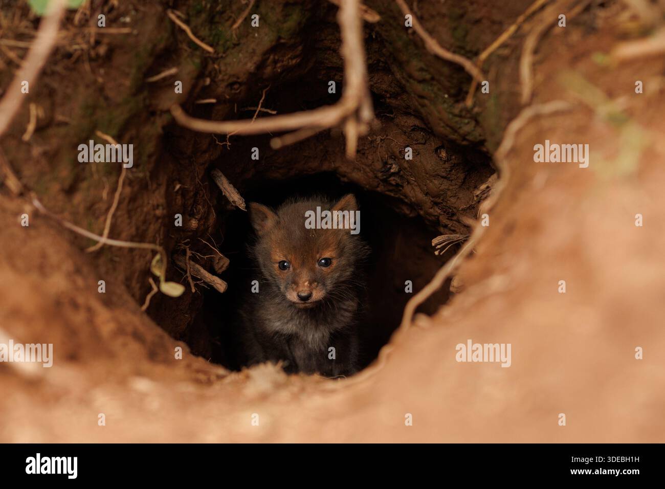 Fox cubs exploring the big new world Stock Photo