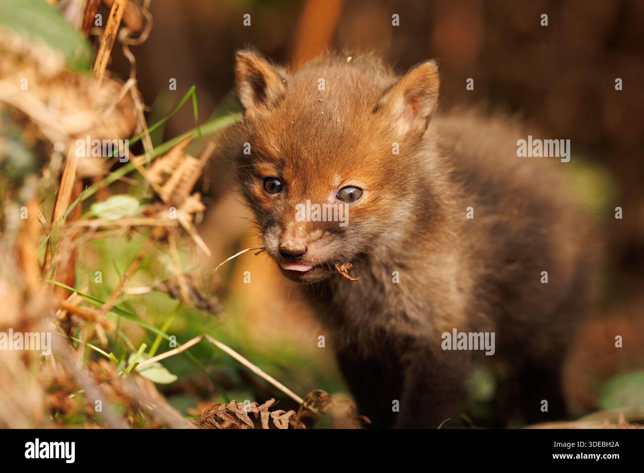 Fox cubs exploring the big new world Stock Photo