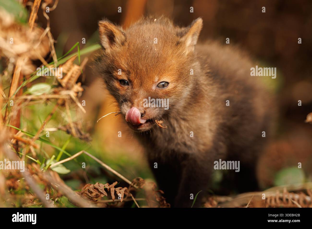 Fox cubs exploring the big new world Stock Photo