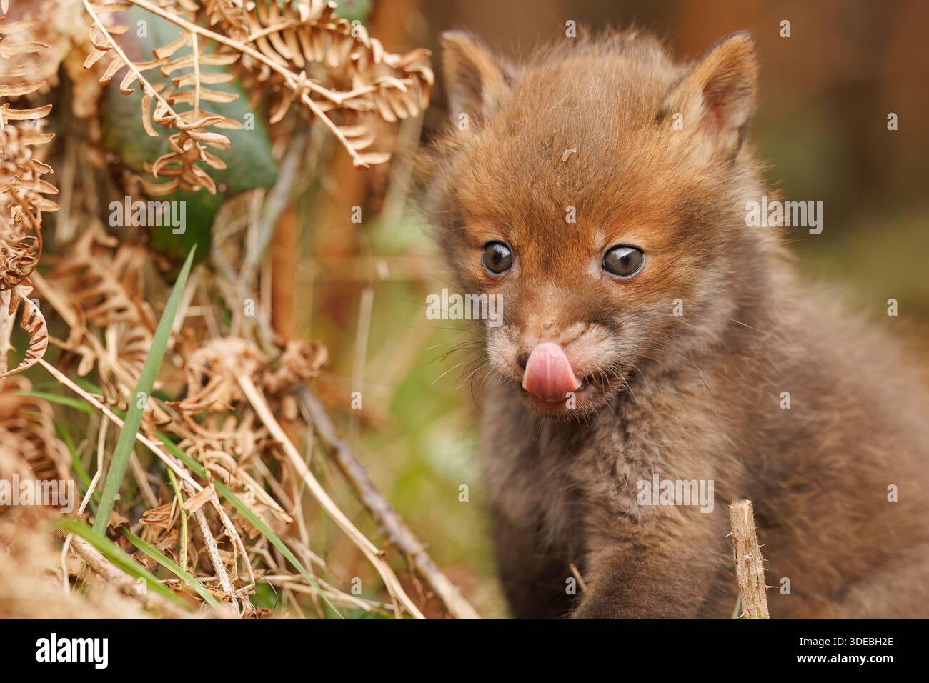 Fox cubs exploring the big new world Stock Photo