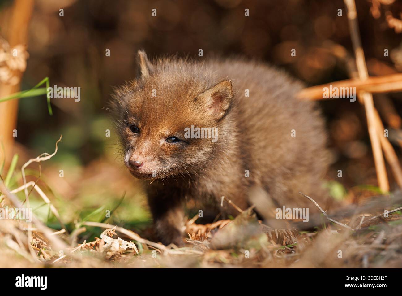 Fox cubs exploring the big new world Stock Photo