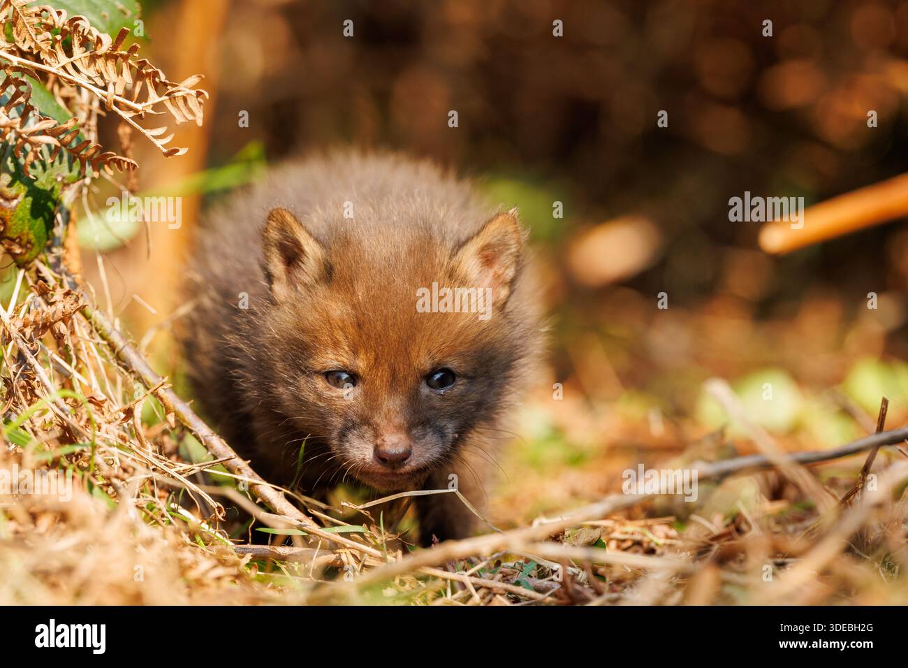 Fox cubs exploring the big new world Stock Photo